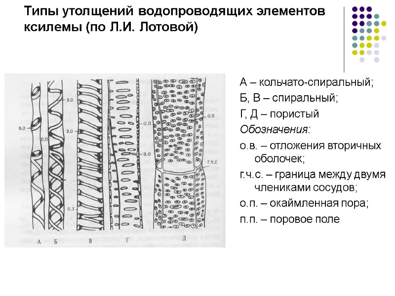 Типы утолщений водопроводящих элементов ксилемы (по Л.И. Лотовой) А – кольчато-спиральный; Б, В –